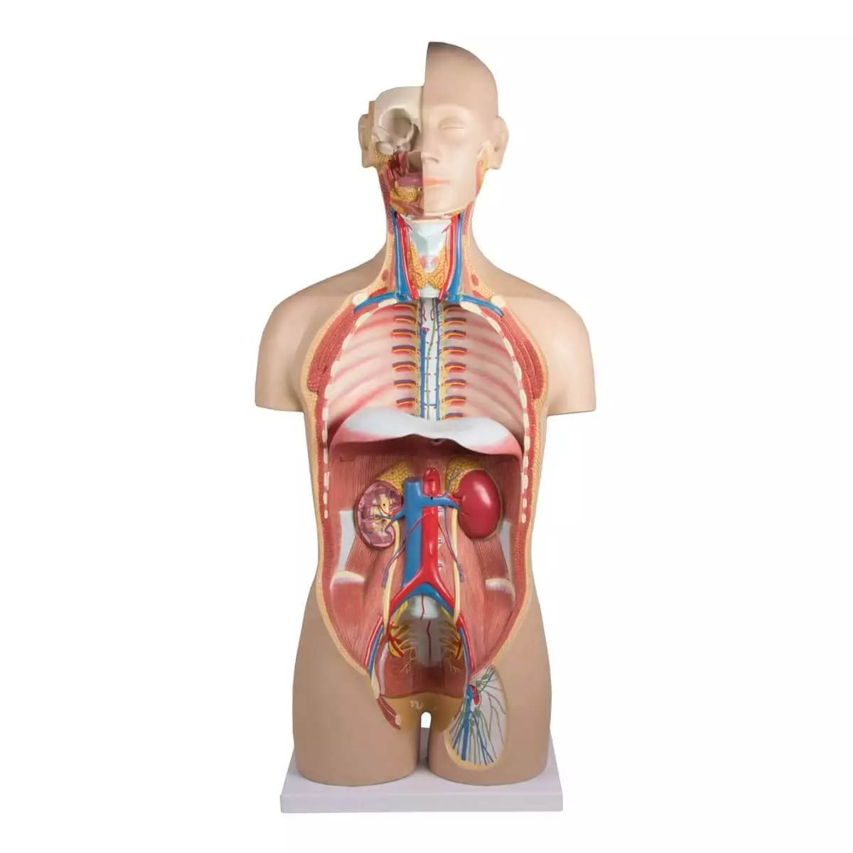  Torso Modell mit geöffnetem Rücken