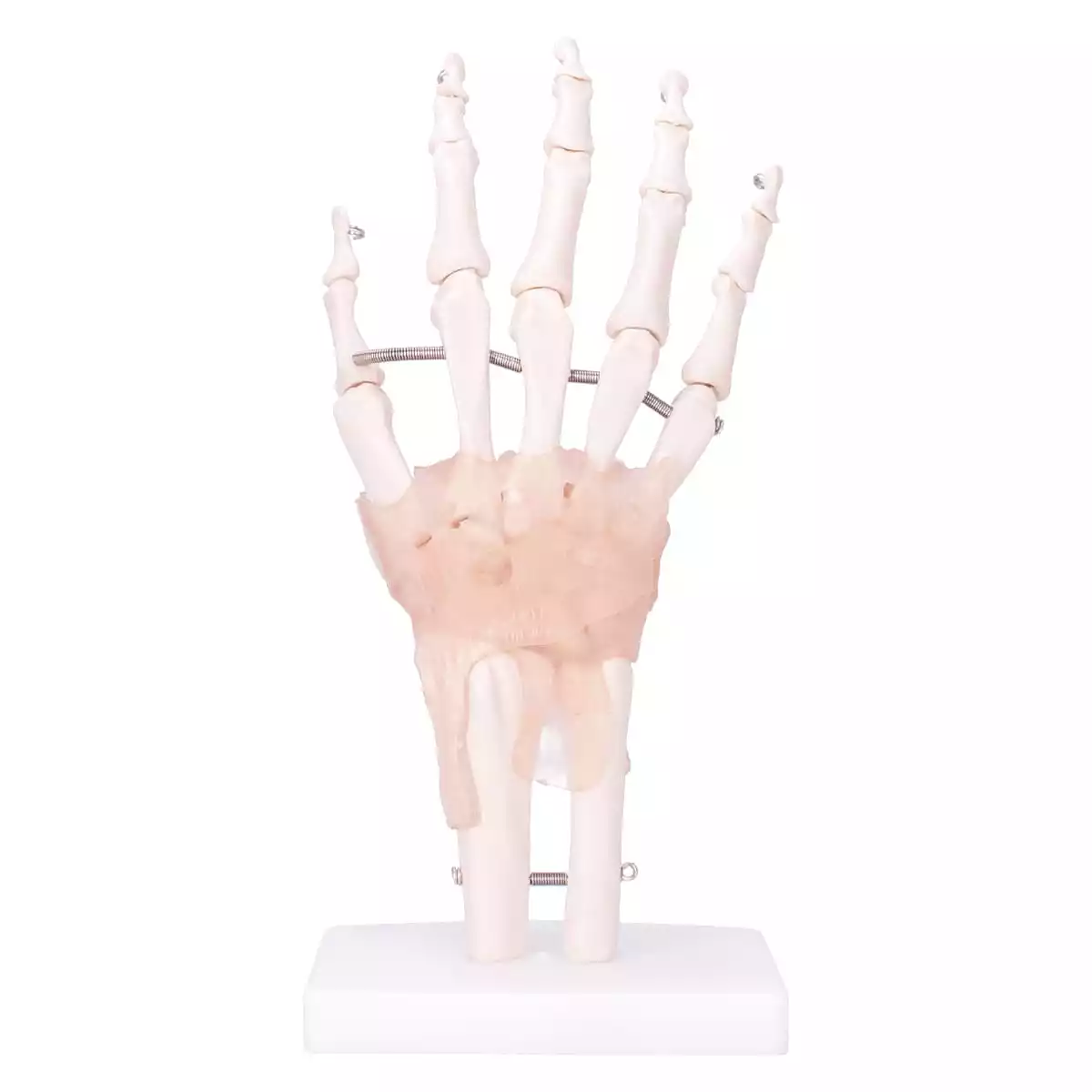  Modell Anatomisches Hand-Skelett