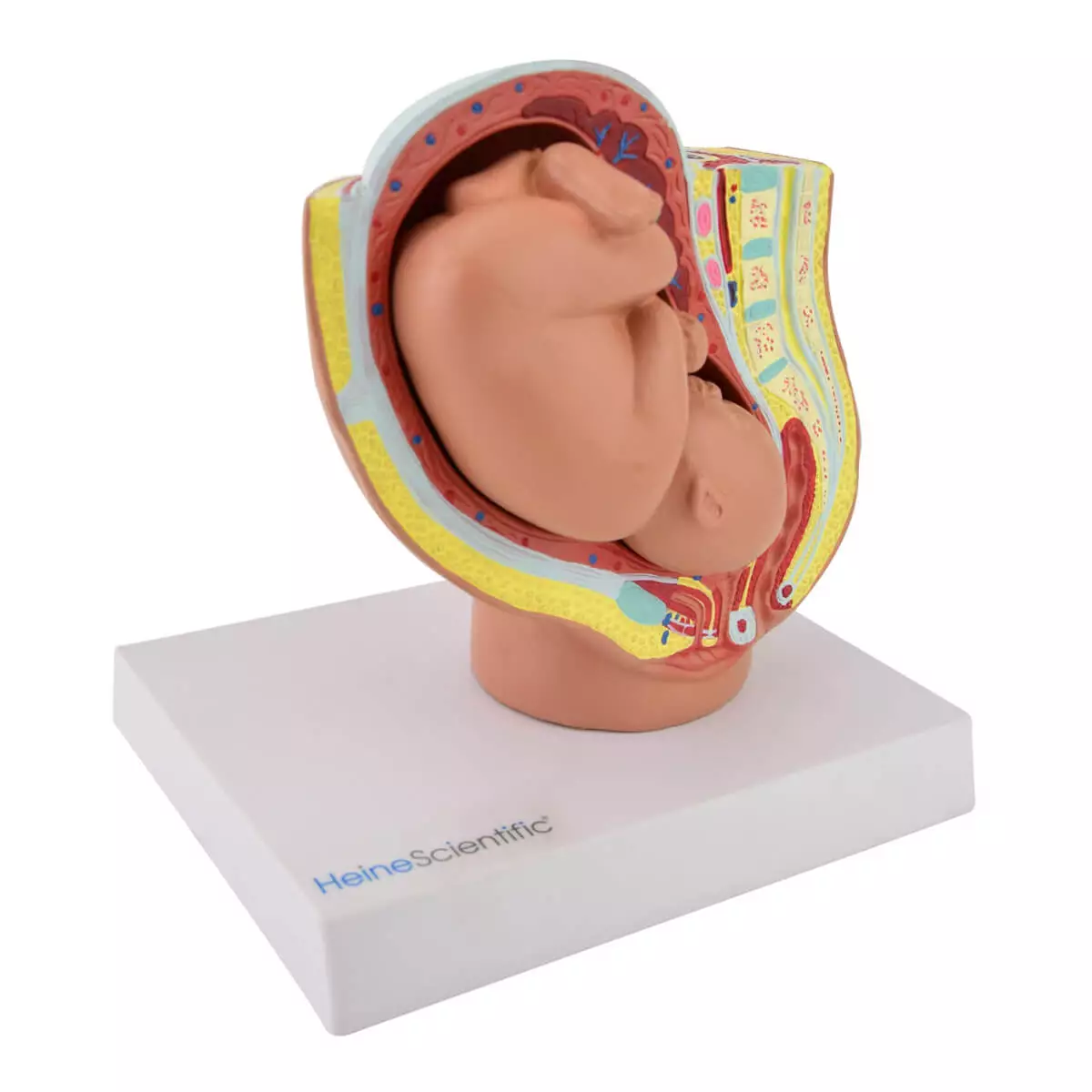  Miniatur-Modell Becken mit Fötus