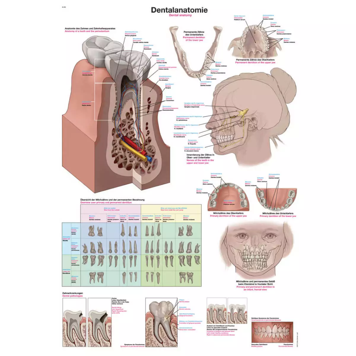  Lehrtafel – Dentalanatomie