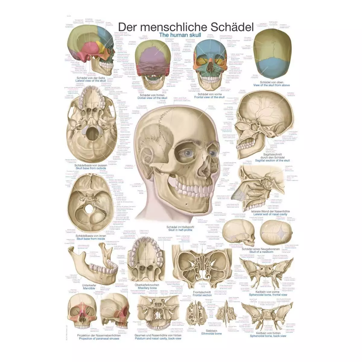  Lehrtafel – Der Schädel