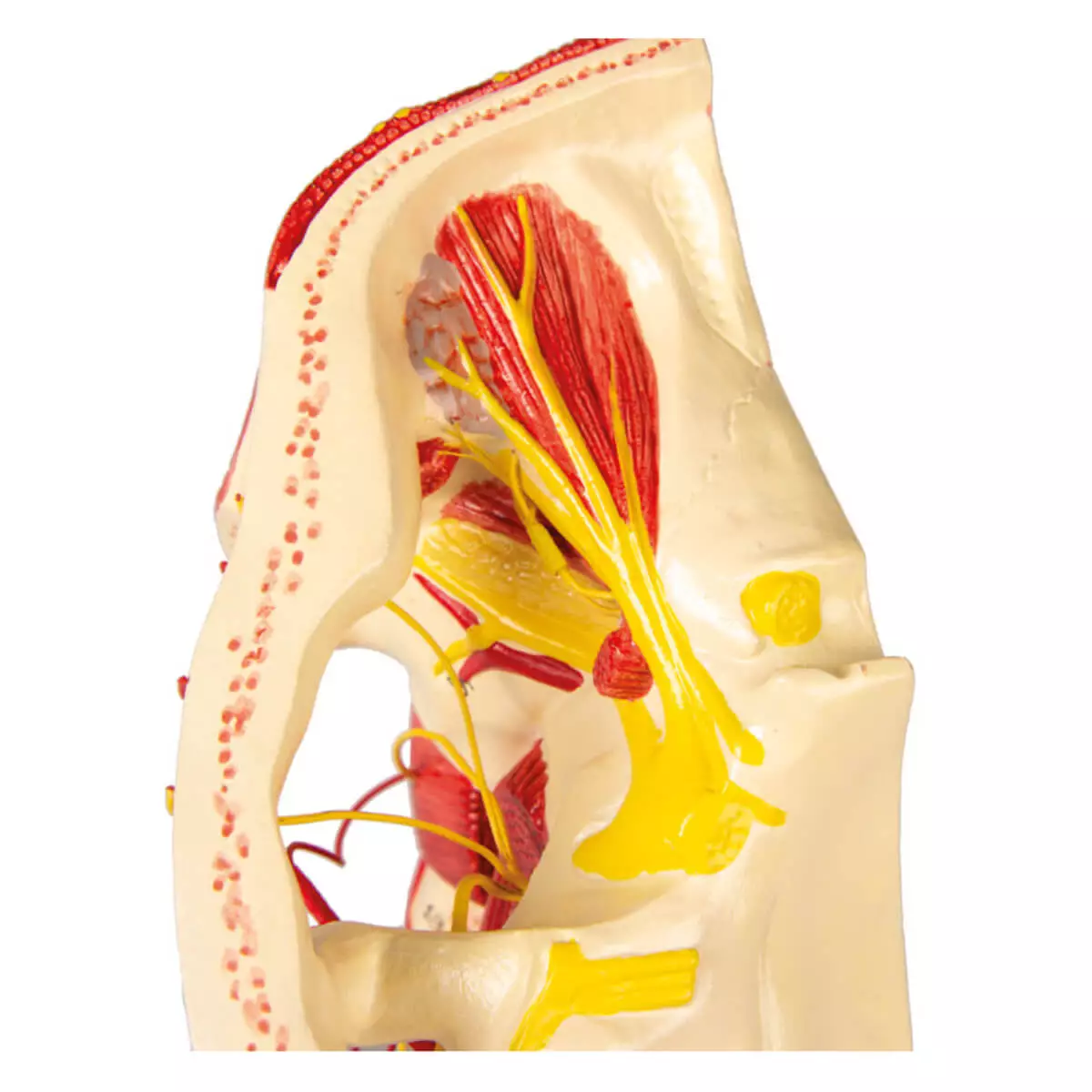  Modell Arterien des Kopfes