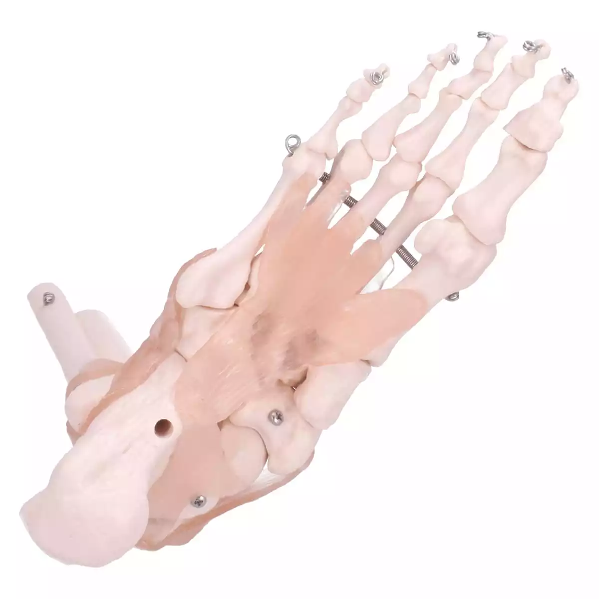  Modell Anatomisches Fuß-Skelett