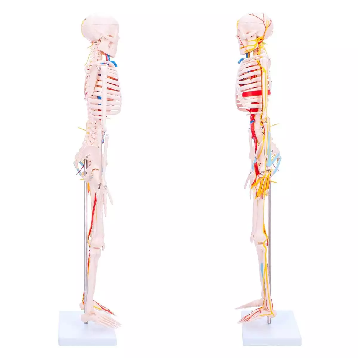  Anatomisches Skelett-Modell