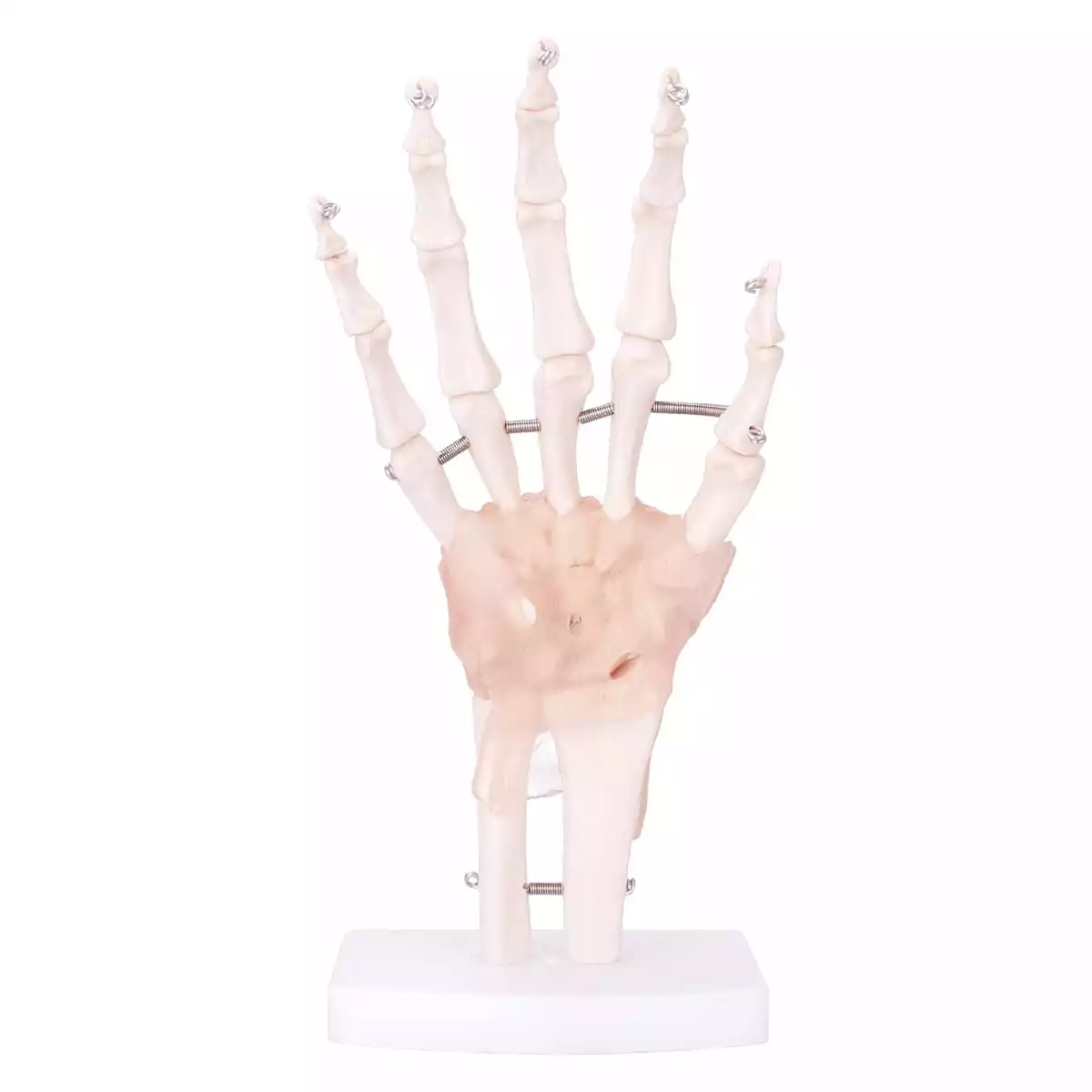  Modell Anatomisches Hand-Skelett