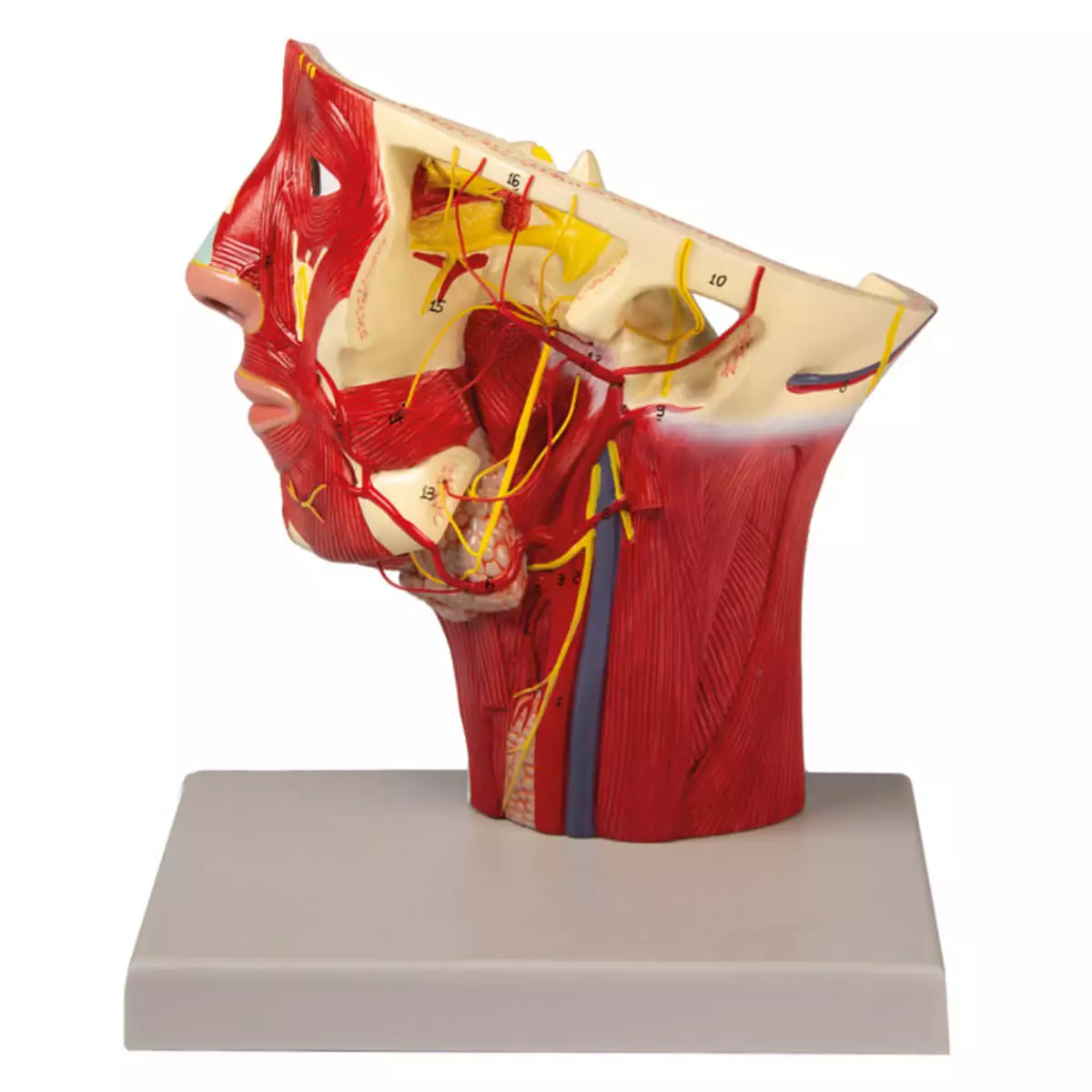 Modell Arterien des Kopfes