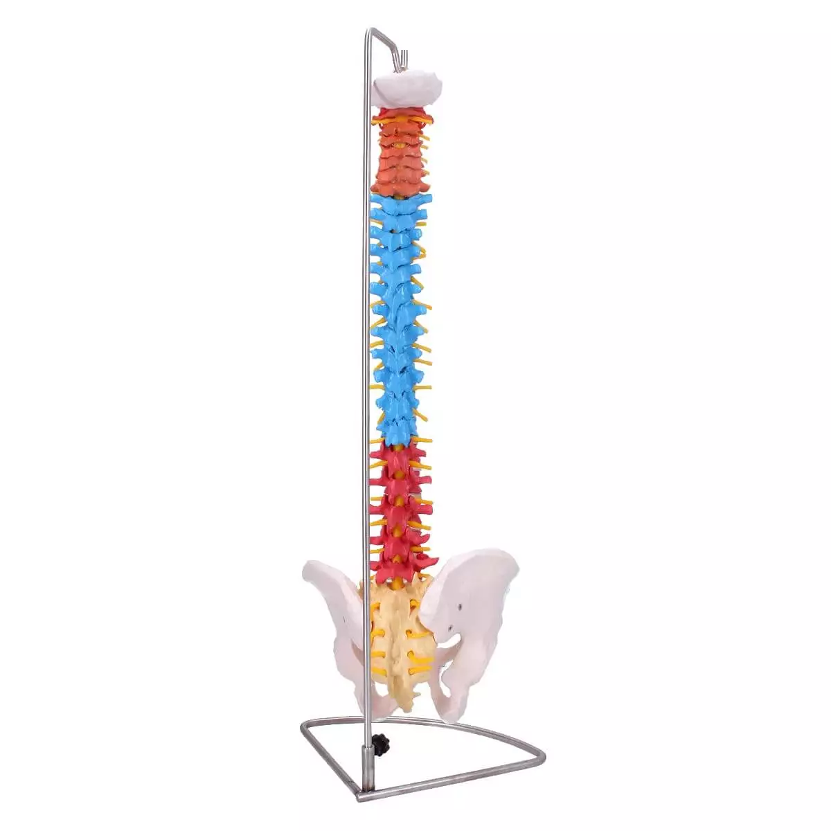  Modell Didaktische menschliche Wirbelsäule