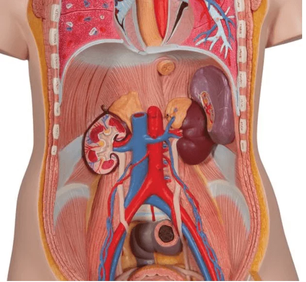  Modell Klassik-Torso mit geöffnetem Rücken