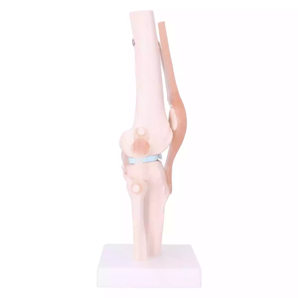  Anatomisches Kniegelenk-Modell