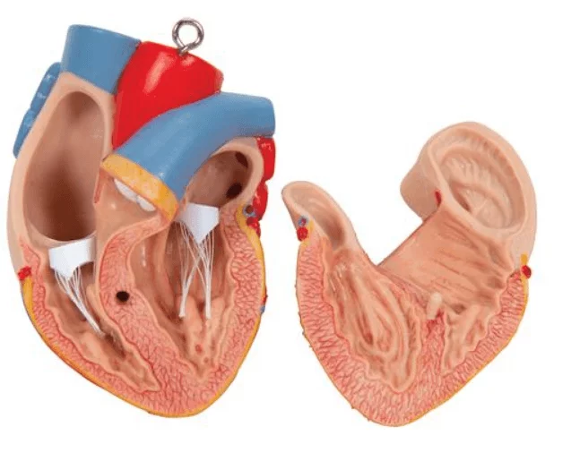  Modell Klassik-Torso mit geöffnetem Rücken