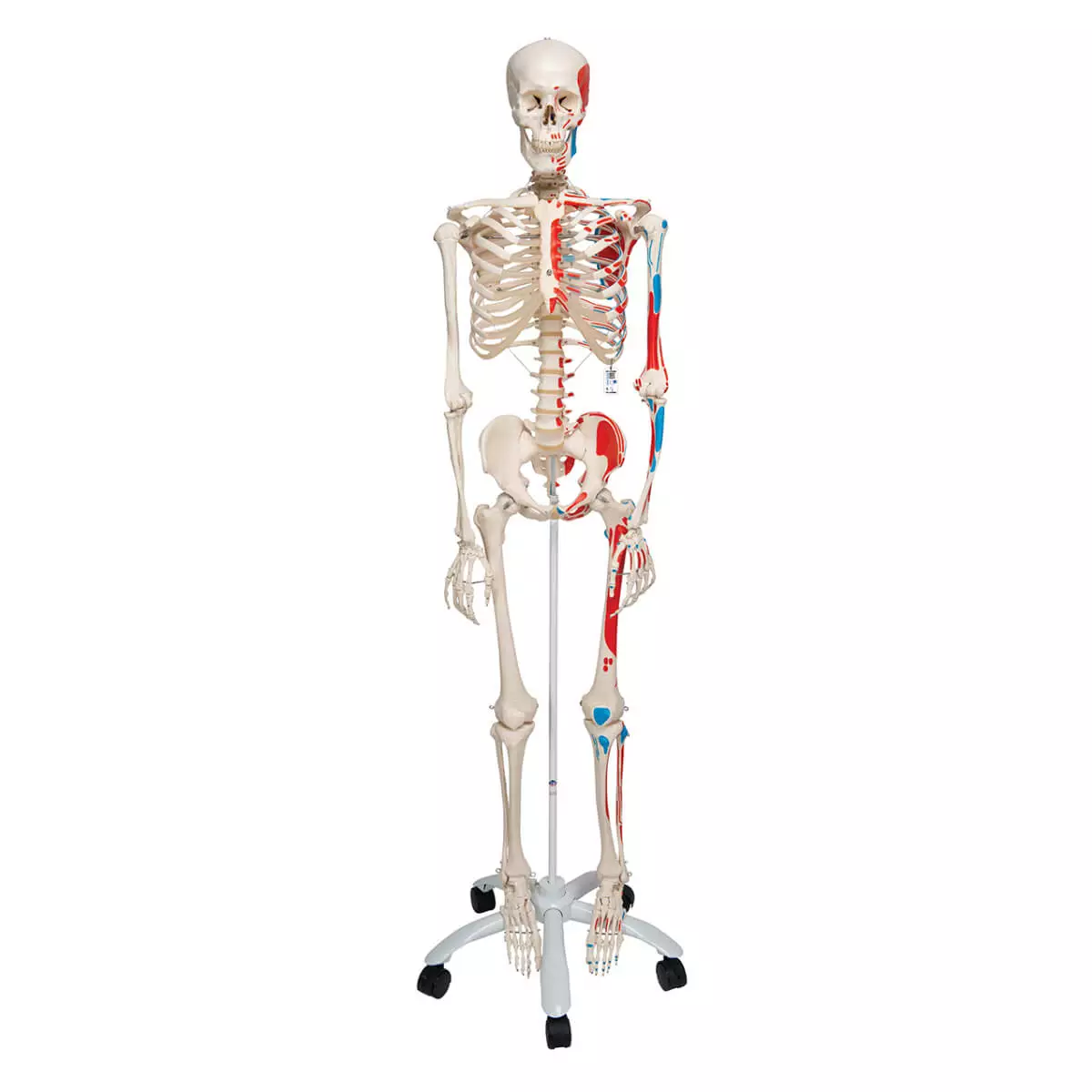  Muskel-Skelett Max