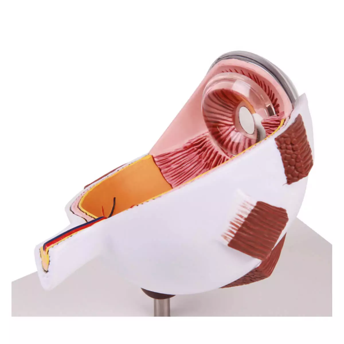  Augenhälfte vergrößert - EZ Augmented Anatomy